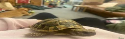 Hermann Tortoise reptiles for sale: Hermann tortoise complete setup in Maesteg - Advert 2