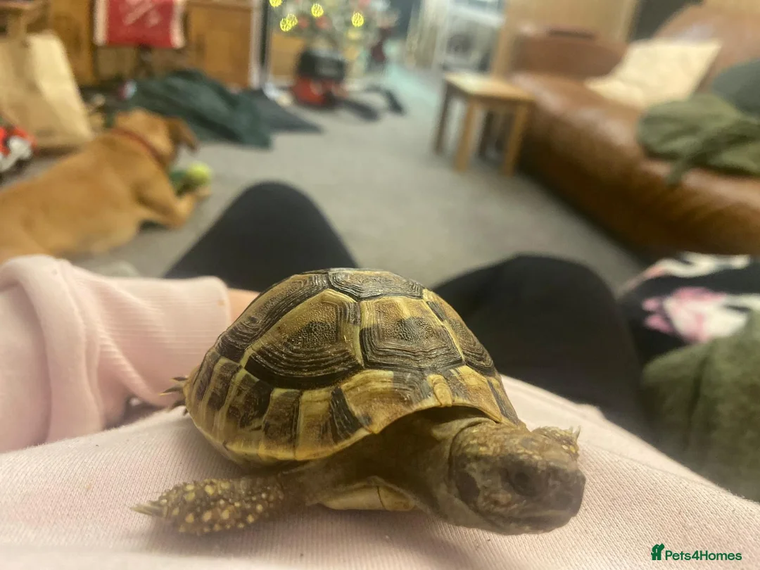 Hermann Tortoise reptiles for sale: Hermann tortoise complete setup in Maesteg - Advert 2