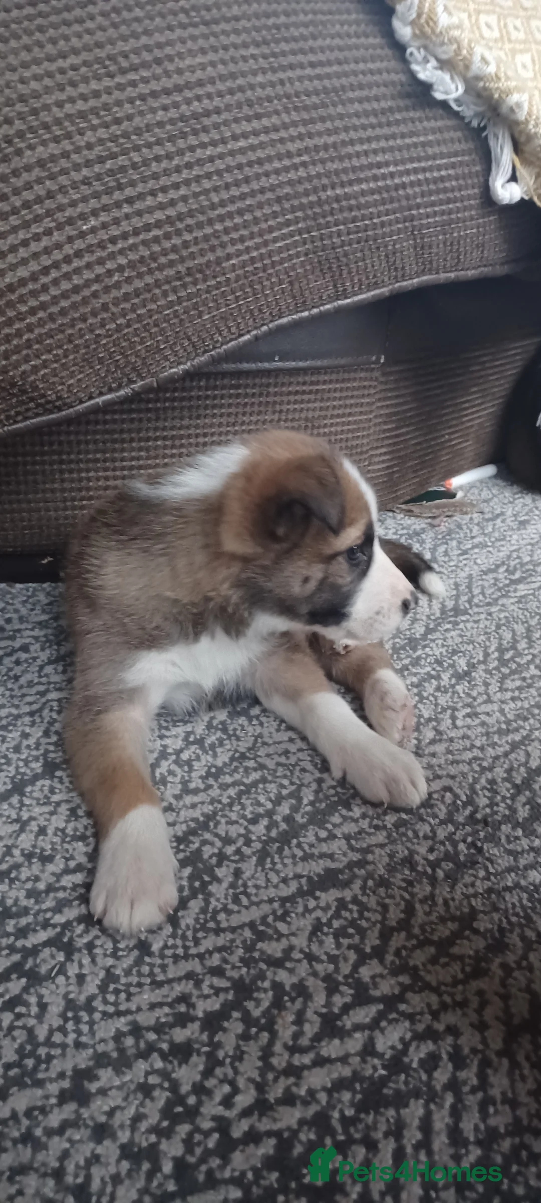 Border Collie dogs for sale: Collie puppies for sale ONLY BOYS AVAILABLE - Advert 10