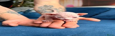 Sphynx 4