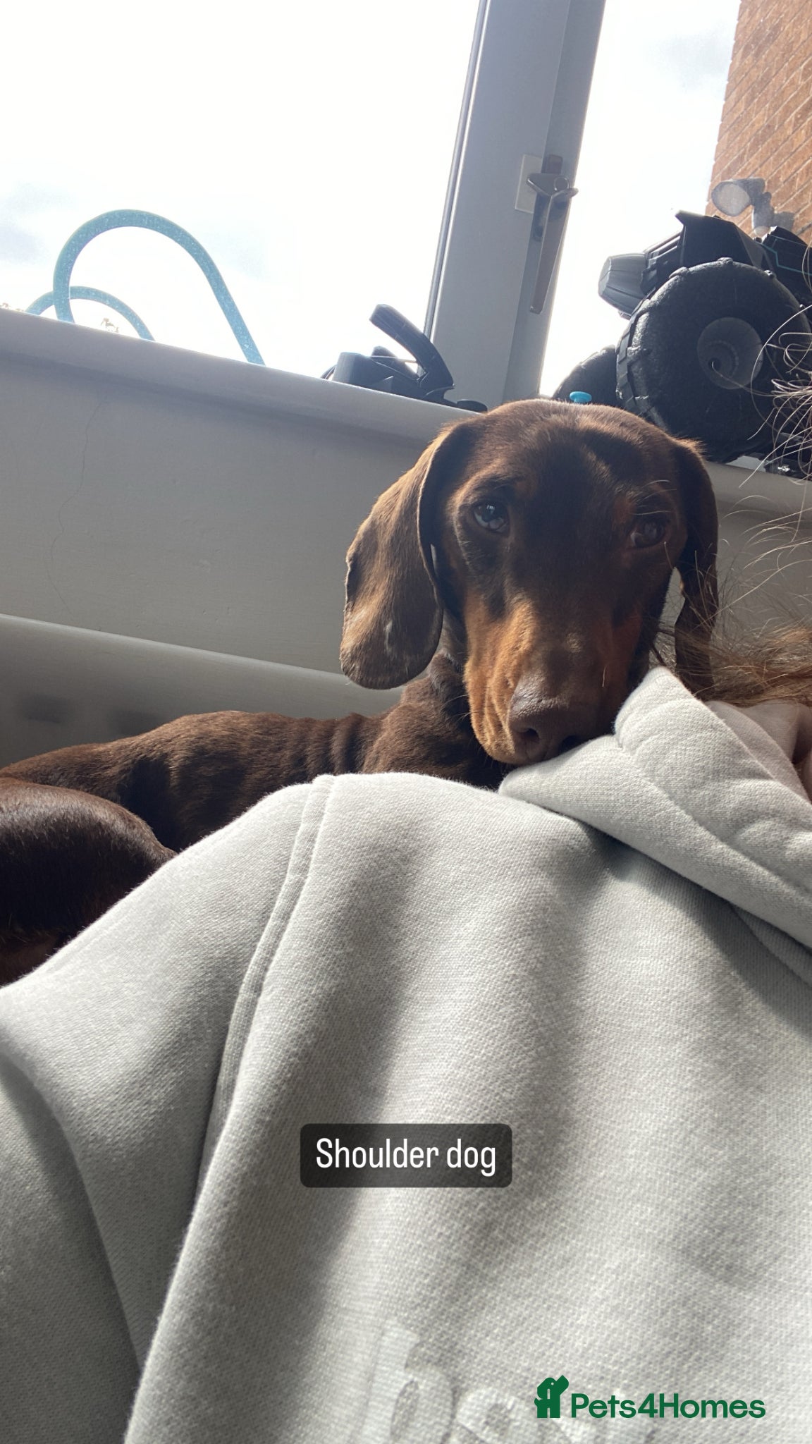 Miniature Dachshund dogs for sale: Beautiful Miniature Dachshund Puppies 🩵🩷🩷🩷 - Advert 15