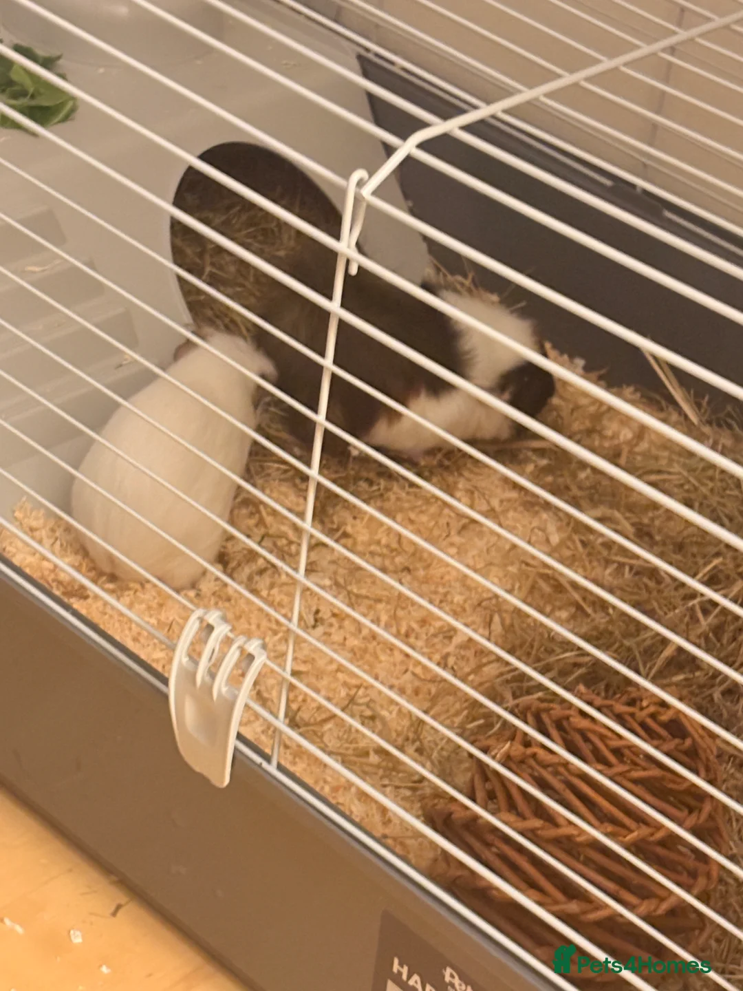 Guinea Pig rodents for sale: Two female guinea pigs  in Barnet - Advert 2