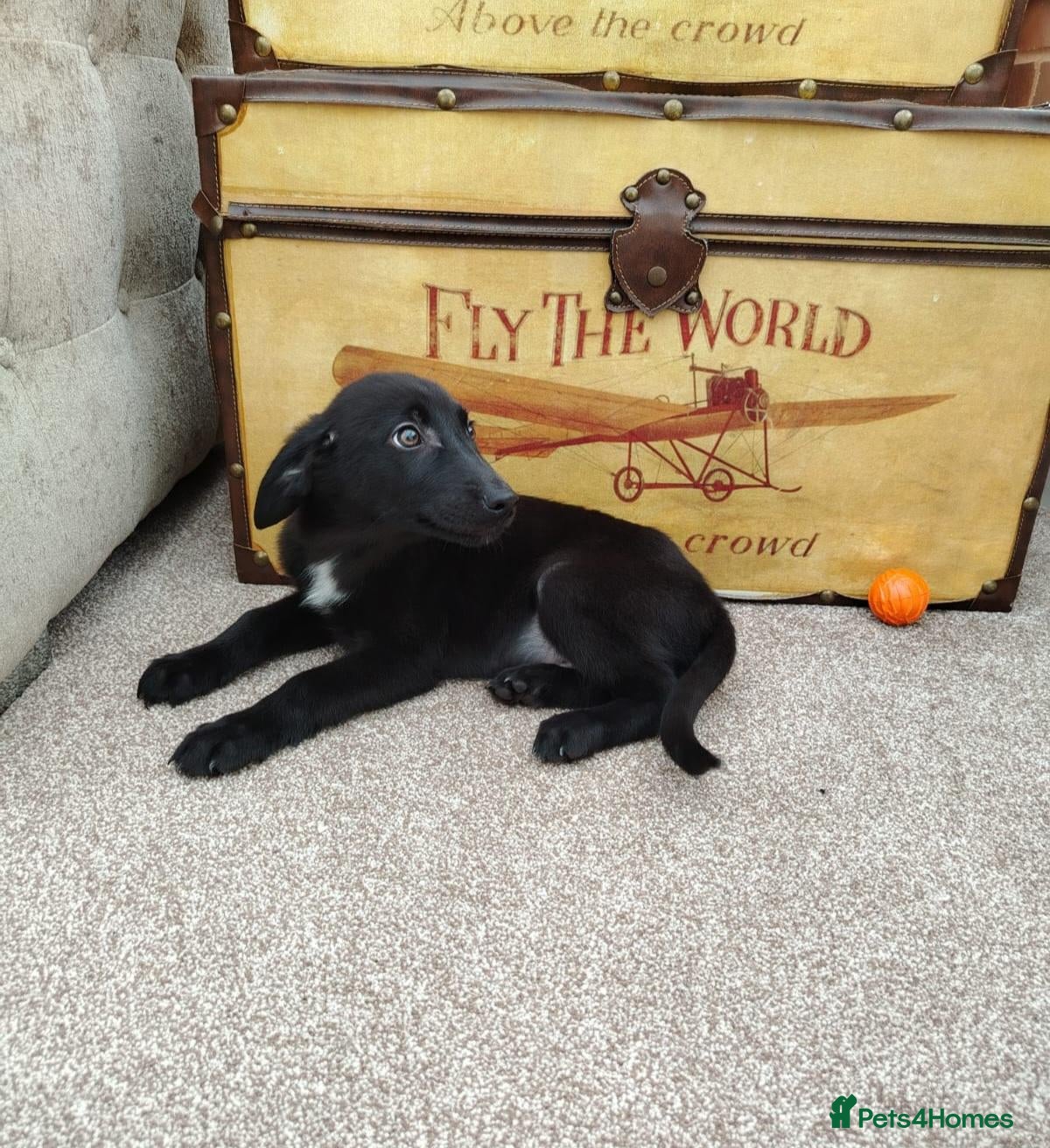 Mixed Breed dogs Flatcoated retriever x border collie puppies - Advert 2