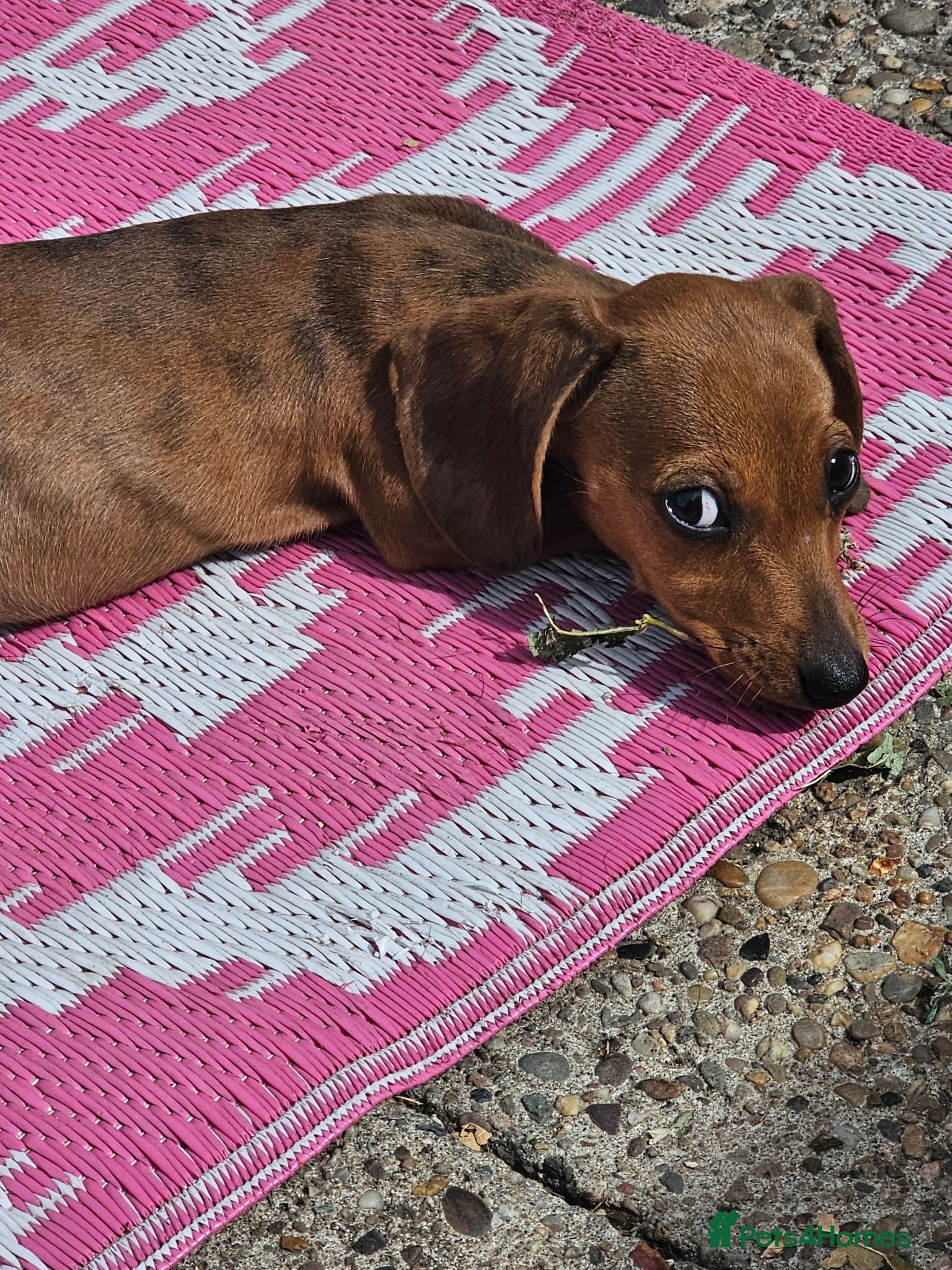 Dachshund dogs 1 Miniature dachshund left - Advert 2