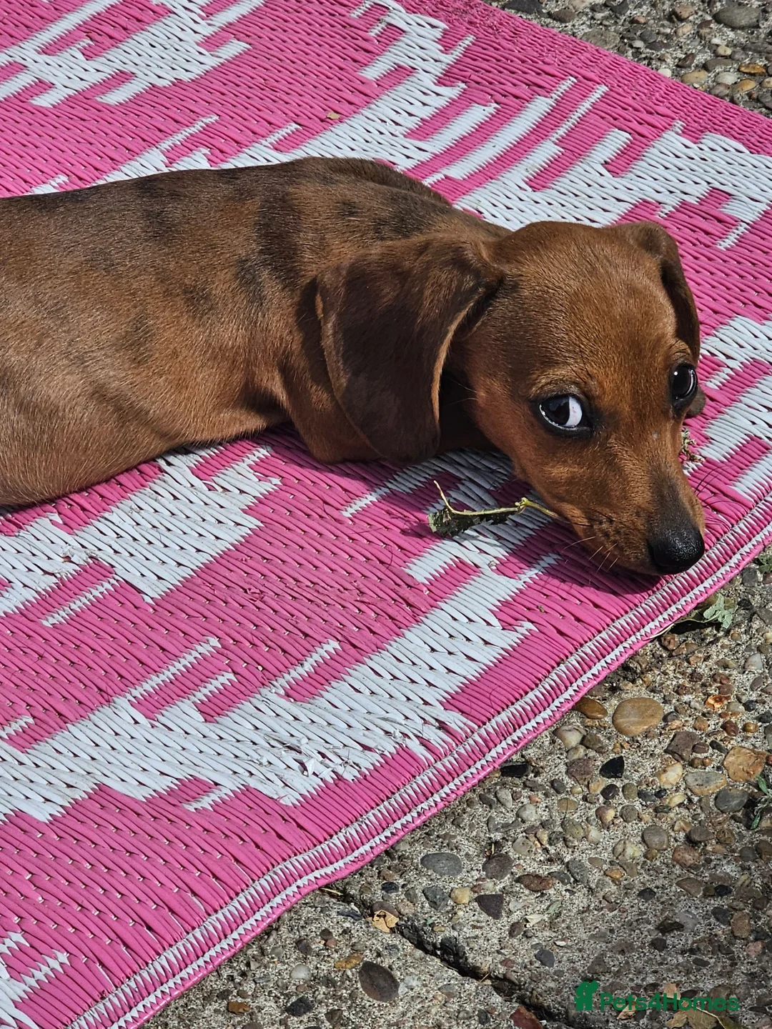 Dachshund dogs for sale: 1 Miniature dachshund left - Advert 2