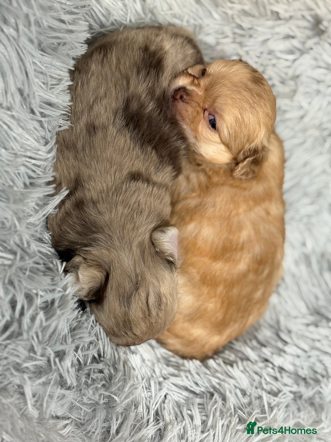 Chihuahua dogs for sale: Merle chihuahua boy  - Advert 5