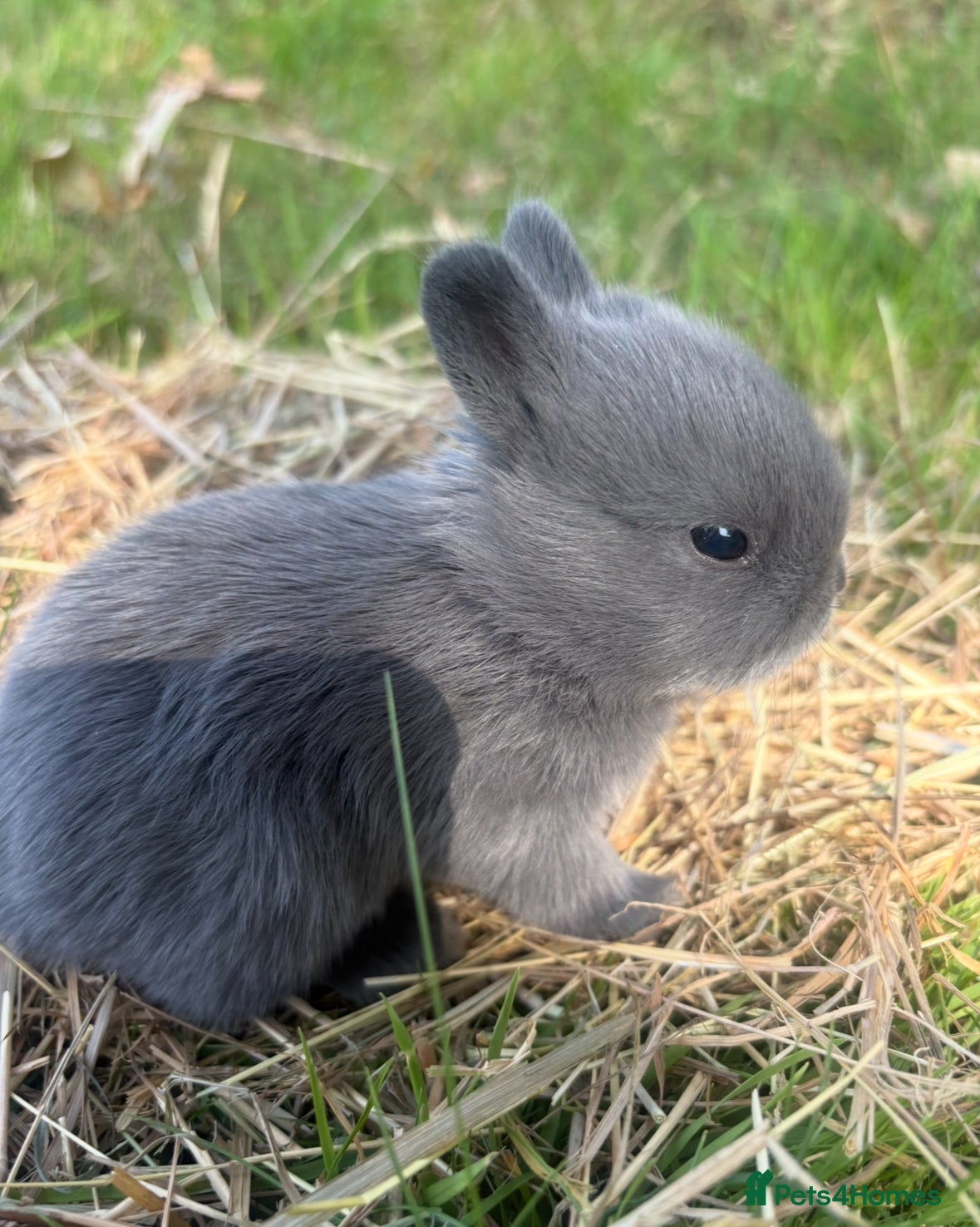 Netherland Dwarf rabbits Sweet Netherland dwarf bunnies  - Advert 16