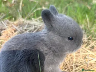 Netherland Dwarf rabbits Sweet Netherland dwarf bunnies - Advert 5