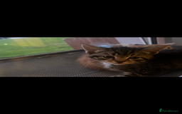 Mixed Breed cats for sale: Kittens for sale  - Image 3