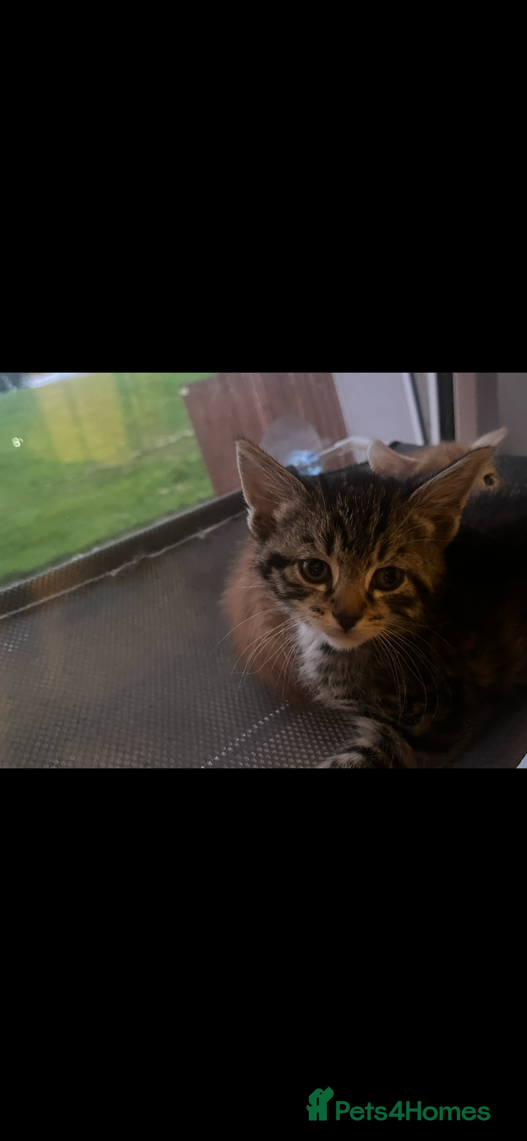 Mixed Breed cats for sale: Kittens for sale  - Image 3