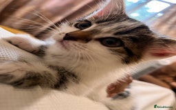 Domestic Shorthair cats for sale: Kittens for sale  - Image 4