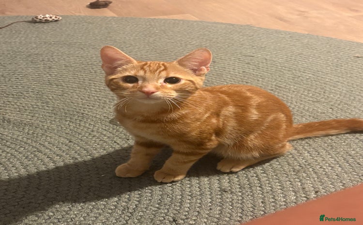 Domestic Shorthair cats - Advert 1