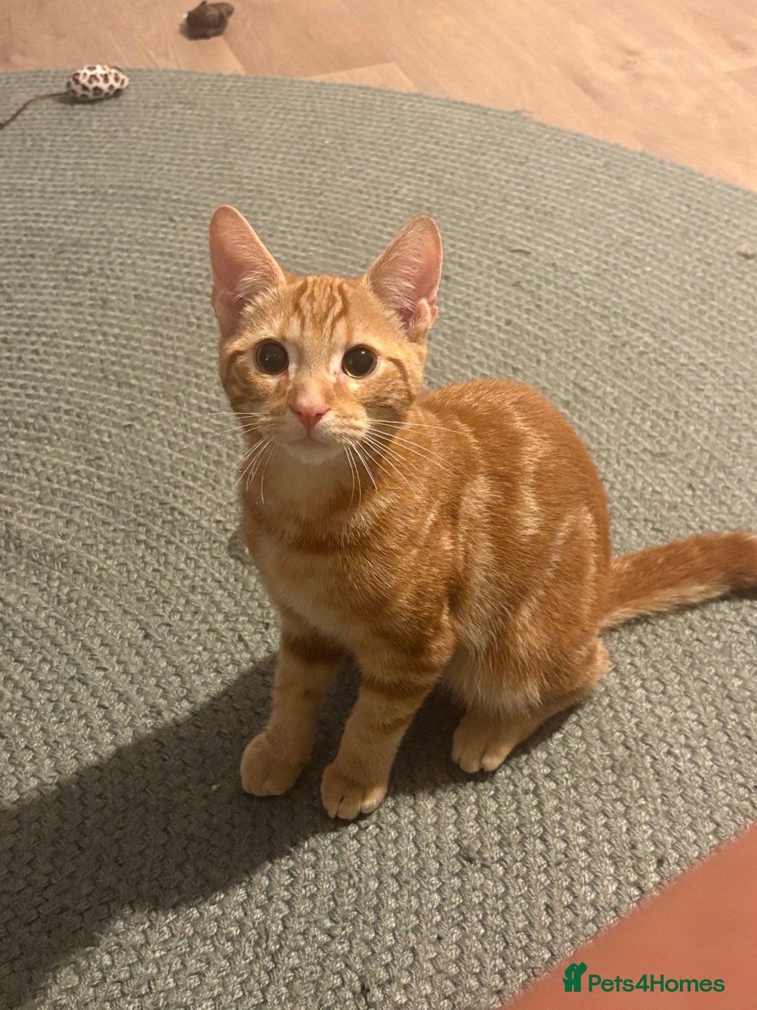Domestic Shorthair cats for sale: Beautiful ginger kittens for sale  - Image 1