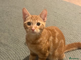 Domestic Shorthair cats - Advert 13