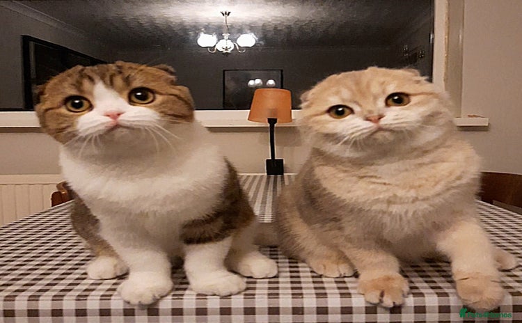 Scottish Fold cats TICA Reg: Scottish Fold Neutered Girl Kittens  - Advert 16