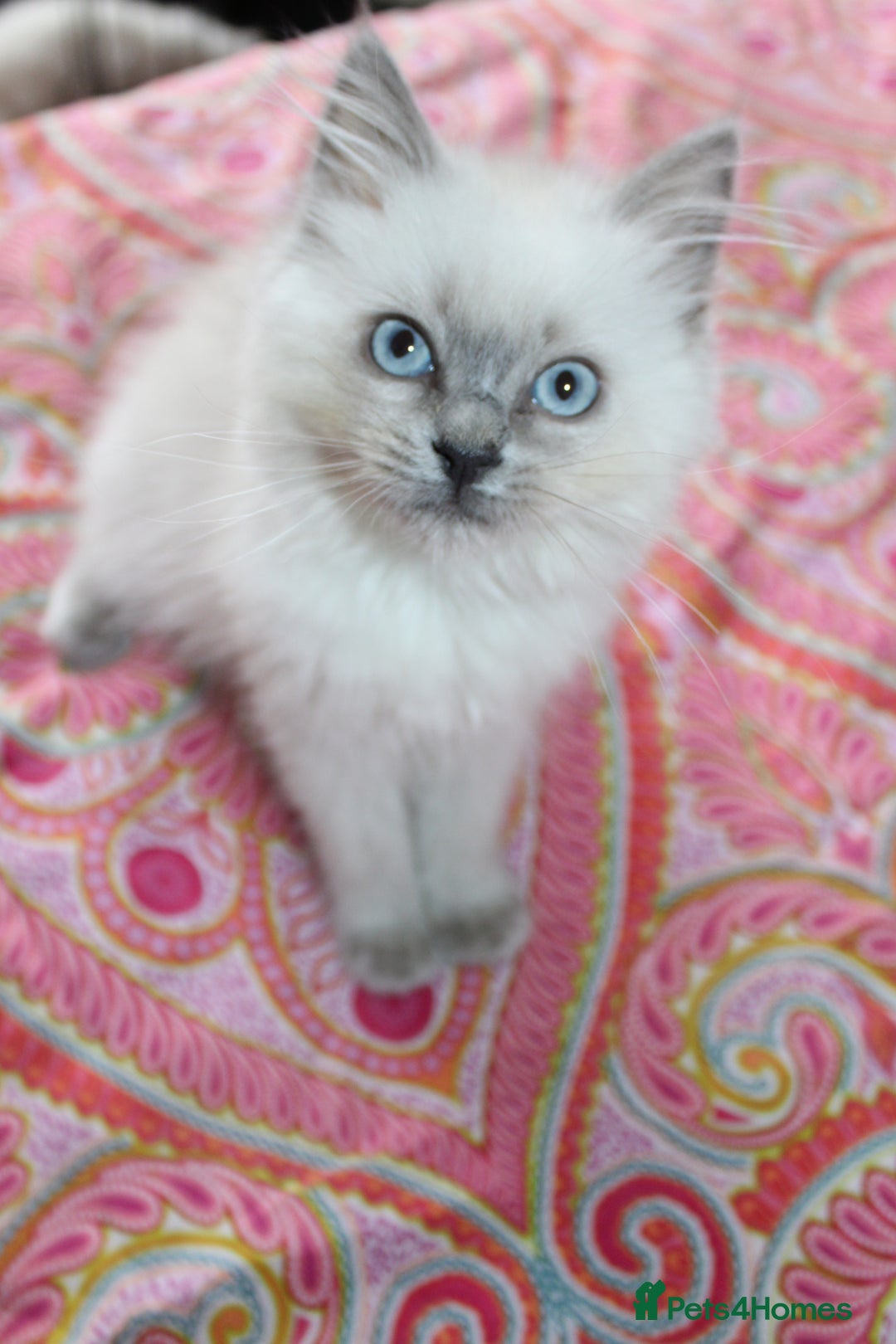 Ragdoll cats for sale: Ready to go  - Advert 2