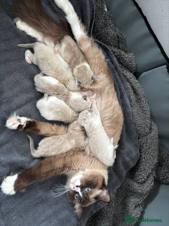 Ragdoll cats - Advert 5