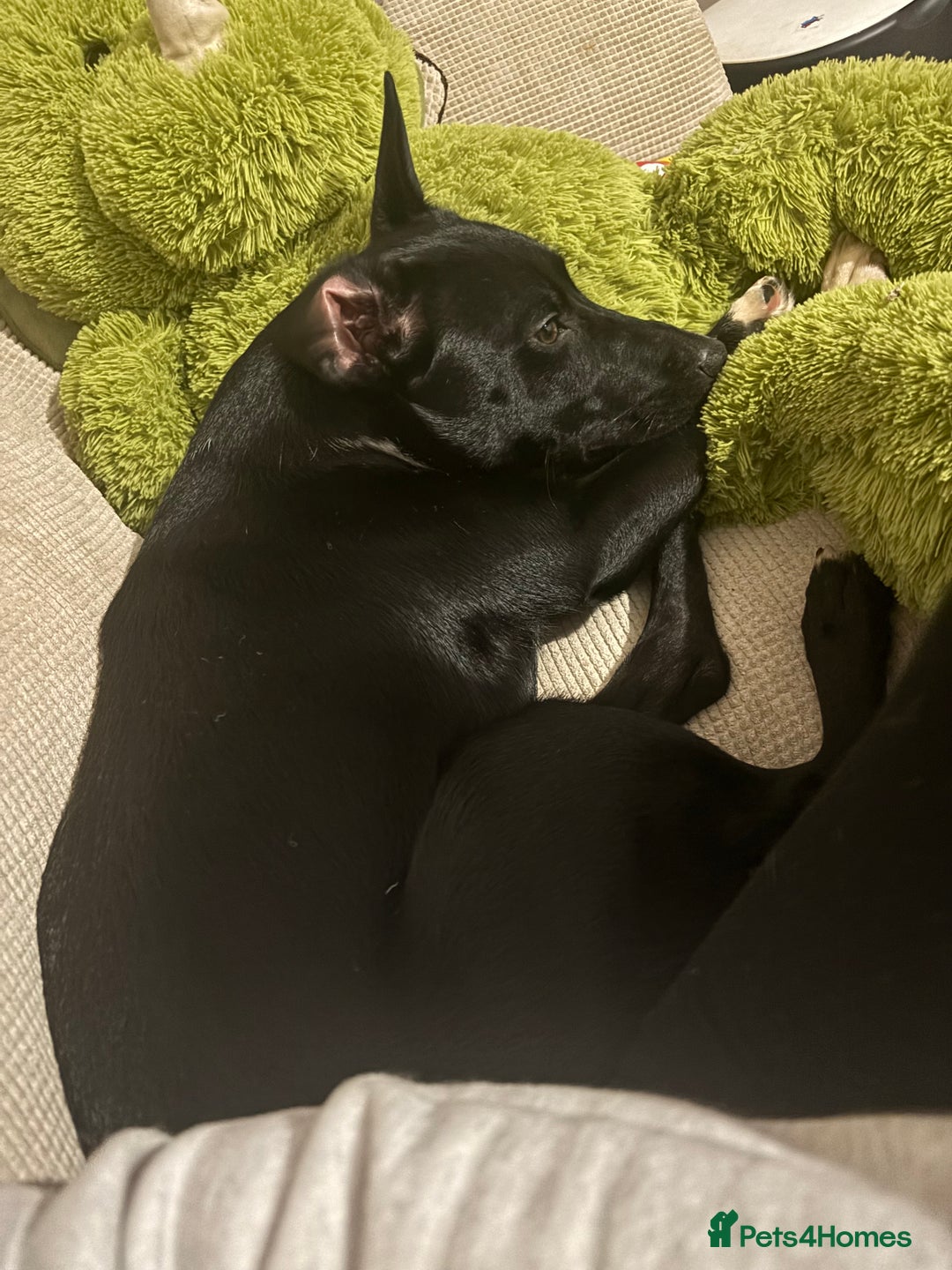 Mixed Breed dogs for sale: Border collie cross staffie  - Advert 3