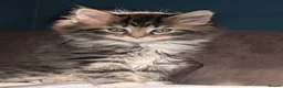 Maine Coon cats for sale: Stunning Maine Coon X Kittens! - Advert 3