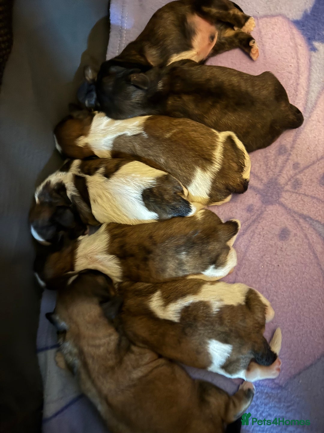 Shih Tzu dogs for sale: Shih Tzu puppies - Advert 2