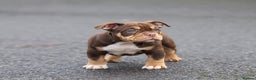 American Bully dogs for sale: American micro  - Advert 2