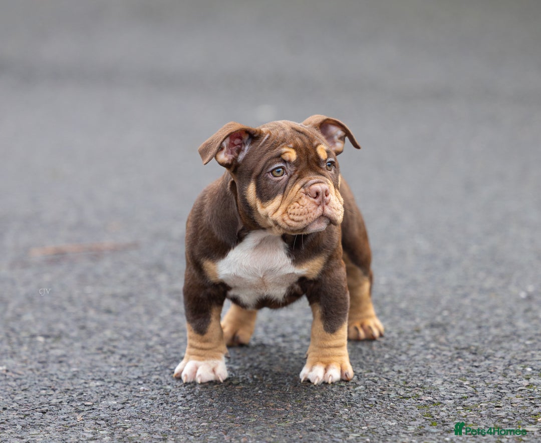 American Bully dogs for sale: American micro  - Advert 2