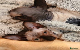 Sphynx cats for sale: Silver elf and black little babies - Image 5