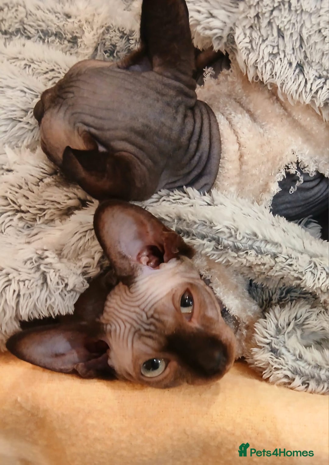 Sphynx cats for sale: Silver elf and black little babies - Image 5