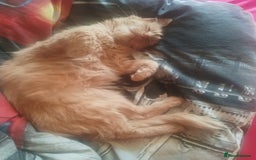 Somali cats for sale: 4 somali kittens. ready from 27.10 - Image 15