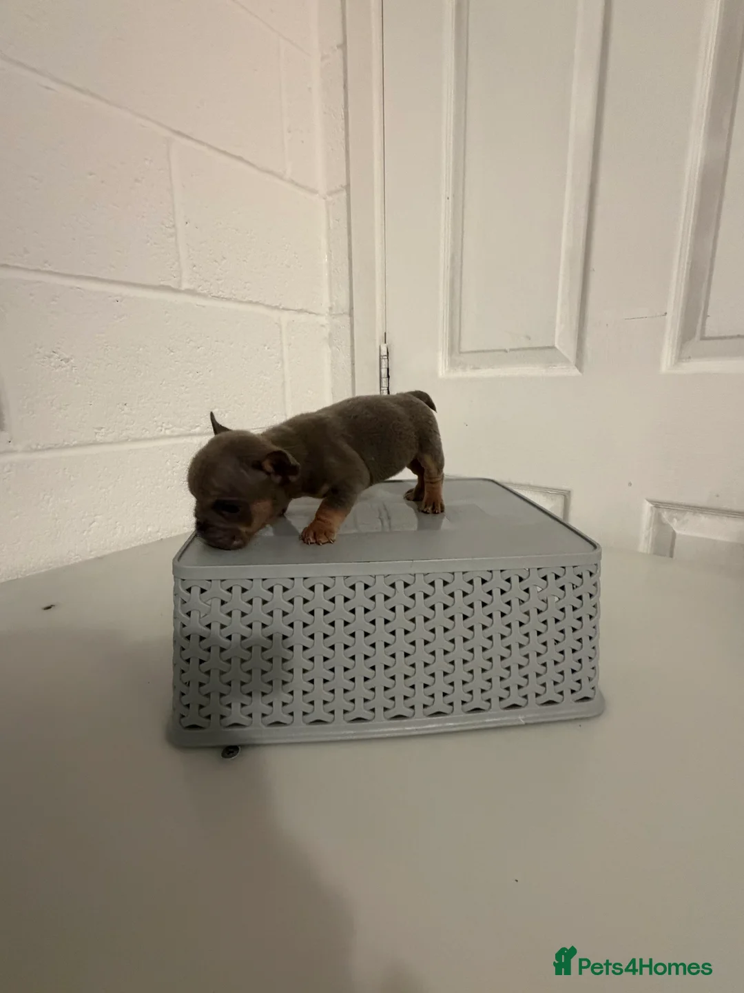 English Bulldog dogs for sale: 1 stunning female left 🔥🔥🔥 - Advert 4