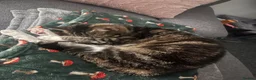 Mixed Breed cats for sale: Nancy - Advert 4