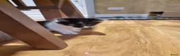 Mixed Breed cats for sale: Beautiful kittens  - Advert 7