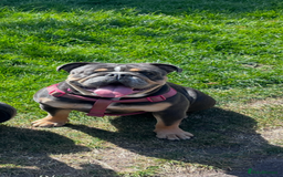 English Bulldog dogs for sale: 2 year old female English bulldog  - Image 1