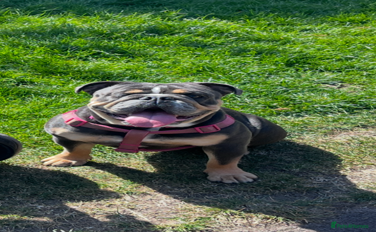 English Bulldog dogs - Advert 1