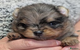 Pomeranian dogs for stud: BEST LOOKING TEDDY ** MERLE & TAN STUD IN THE UK  in Hartlepool - Image 4