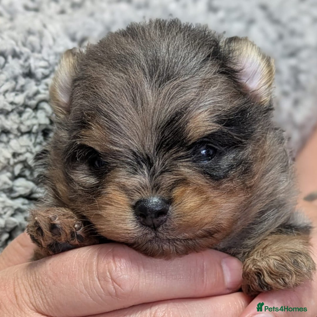 Pomeranian dogs for stud: BEST LOOKING TEDDY ** MERLE & TAN STUD IN THE UK  in Hartlepool - Image 4
