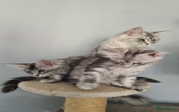 Maine Coon cats for sale: GCCF Registered - Maine Coon Kittens - Image 5