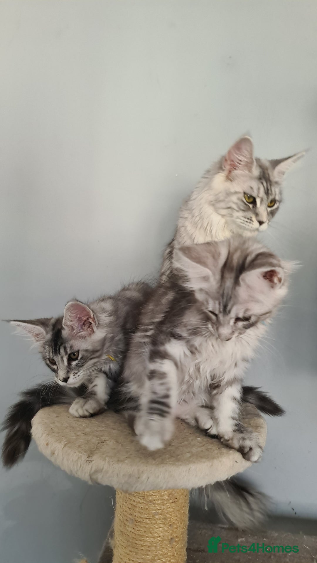 Maine Coon cats for sale: GCCF Registered - Maine Coon Kittens - Image 5