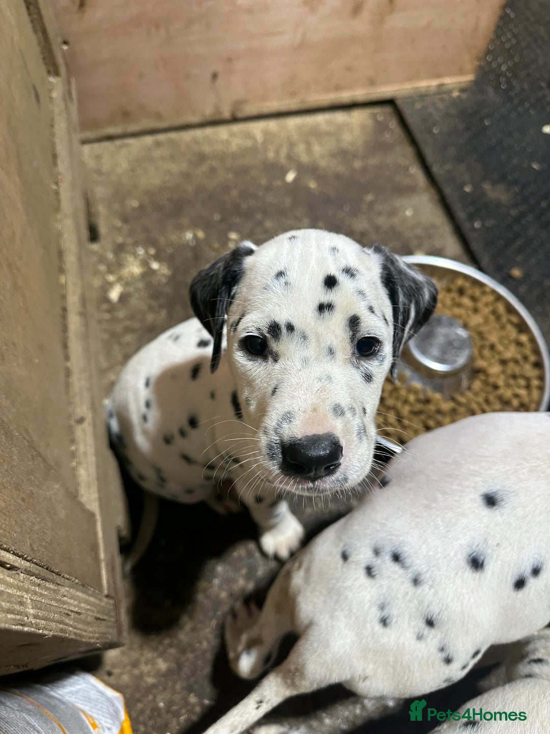 Dalmatian dogs for sale: 🐾2 left🐾 top pedigree pups - Advert 17