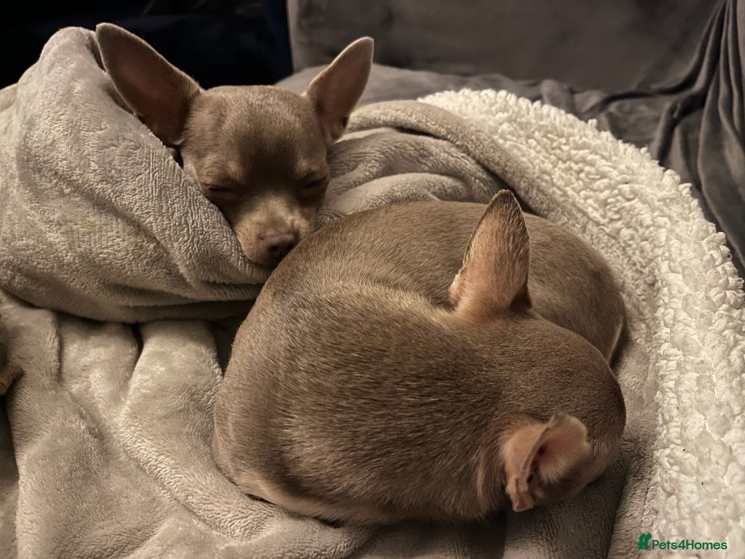 Chihuahua dogs for sale: Beautiful Lilac dear head chihuahua - Image 6