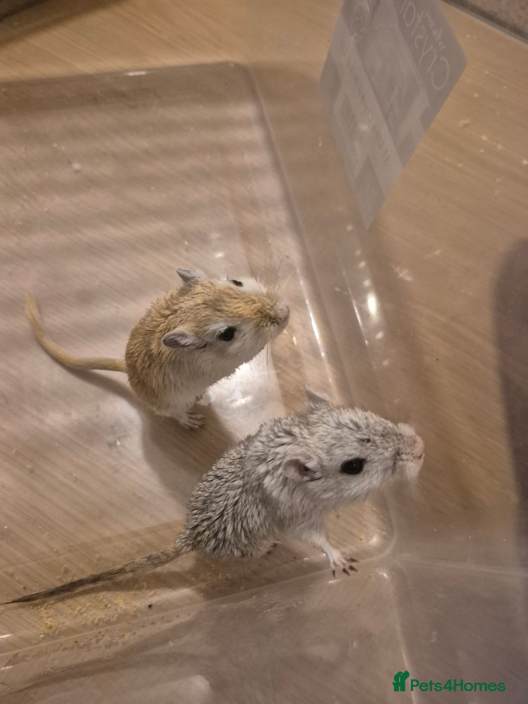 Gerbil rodents for sale: 2 gerbils with cage and a few items for sale - Image 10