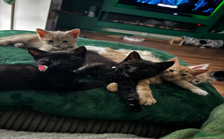 Mixed Breed cats - Advert 2