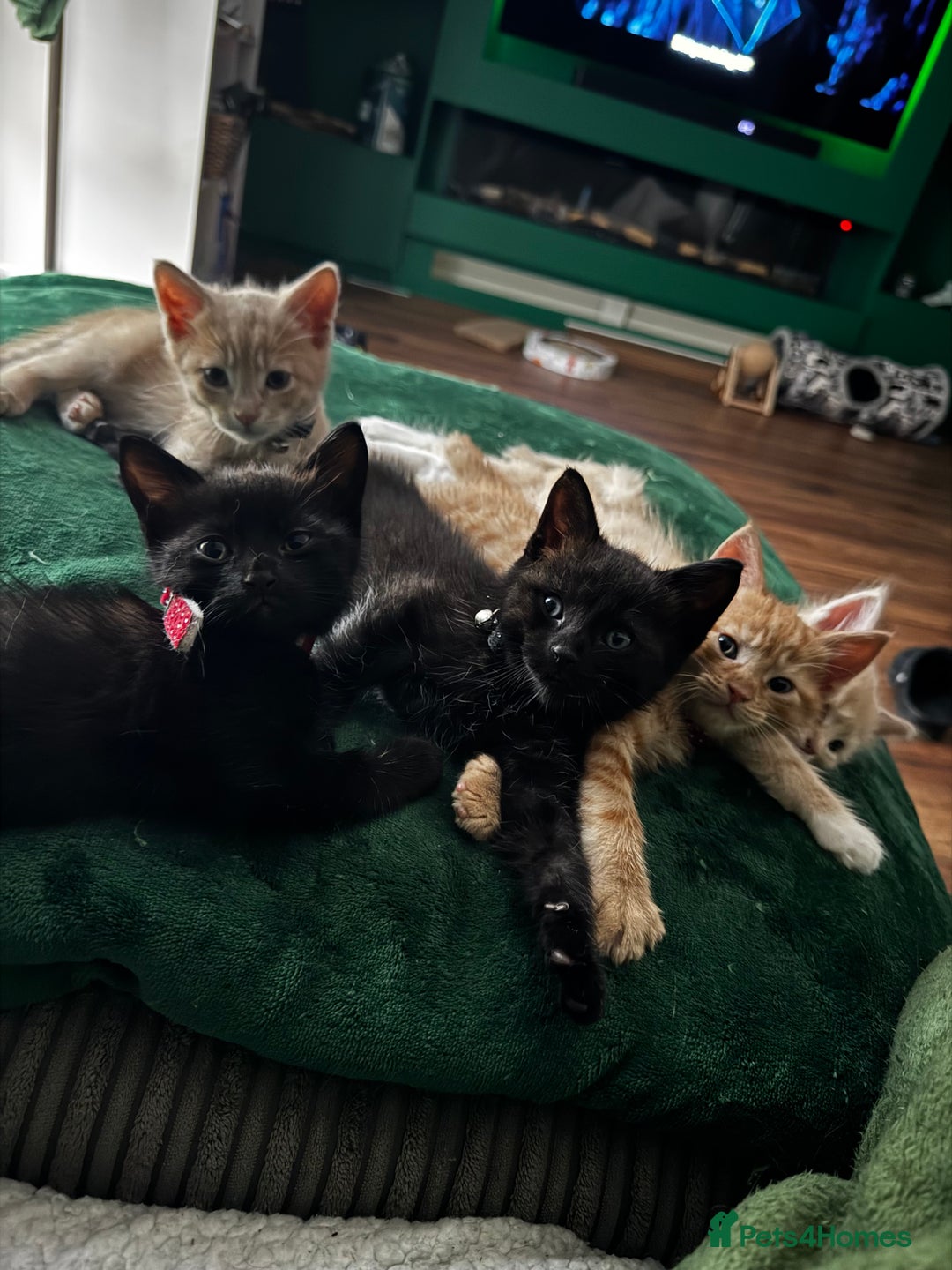 Mixed Breed cats for sale: Maine Coon X kittens ready to leave - Image 1