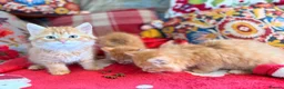 Persian cats for sale: BEAUTIFUL PERSIAN X KITTENS READY NOW - Advert 2