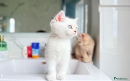 Scottish Fold cats for sale: Full pedigree Scottish fold in Croydon - Image 6