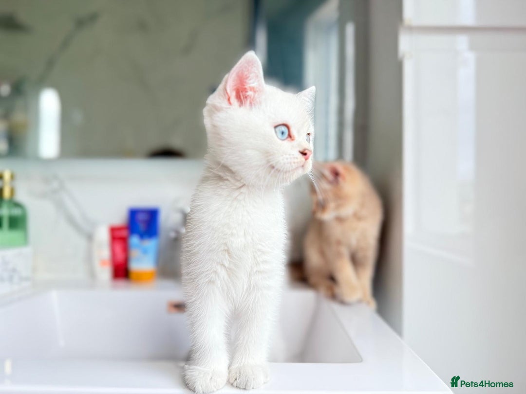 Scottish Fold cats for sale: Full pedigree Scottish fold in Croydon - Image 6