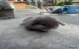 Dwarf Lop rabbits for sale: Dwarf lop kitts  - Image 1