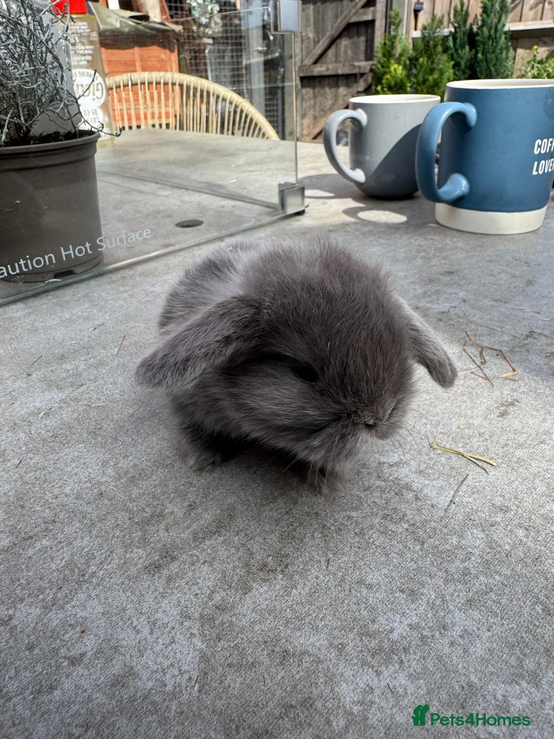 Dwarf Lop rabbits for sale: Dwarf lop kitts  - Image 1
