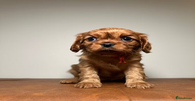 Cavalier King Charles Spaniel dogs - Advert 3