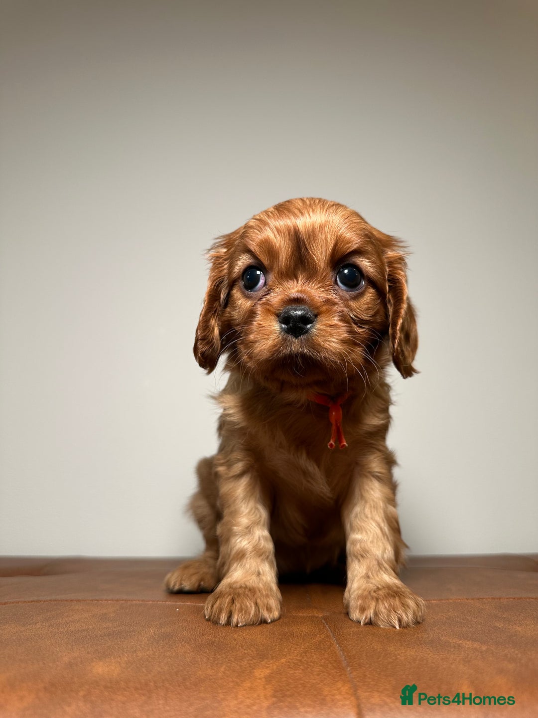Cavalier King Charles Spaniel dogs for sale: Health Tested parents, Beautiful litter of CKCS - Image 2